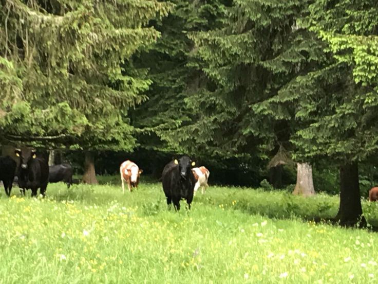 WhatsApp Image 2017-06-03 at 23.25.20